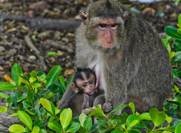 Monkey breastfeeding  — Stock Photo, Image